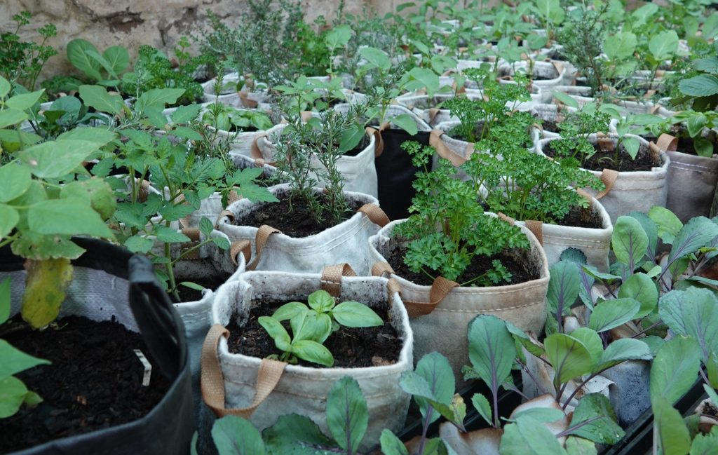 Seedling Bags